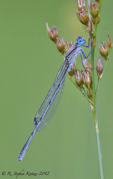 Enallagma doubledayi, male